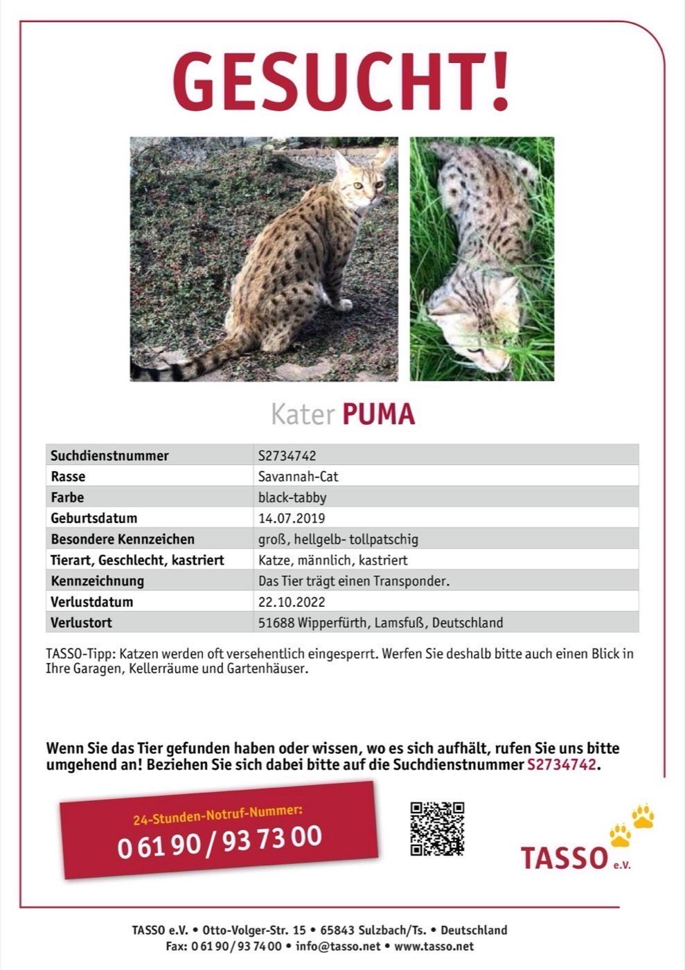 Vermisst wird Kater Puma