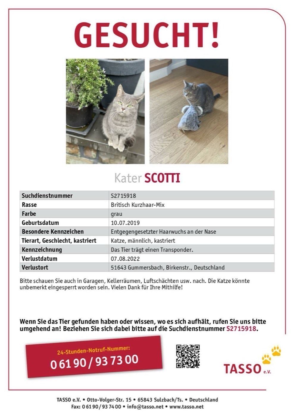 Vermisst wird Kater Scotti