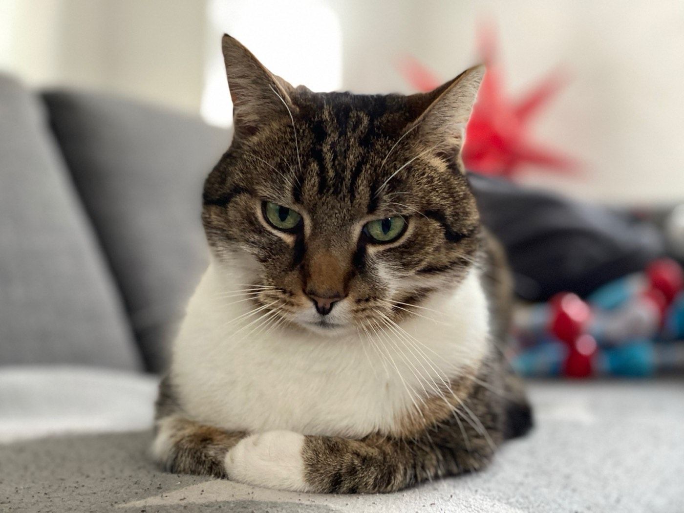 Vermisst wird Kater Strolch