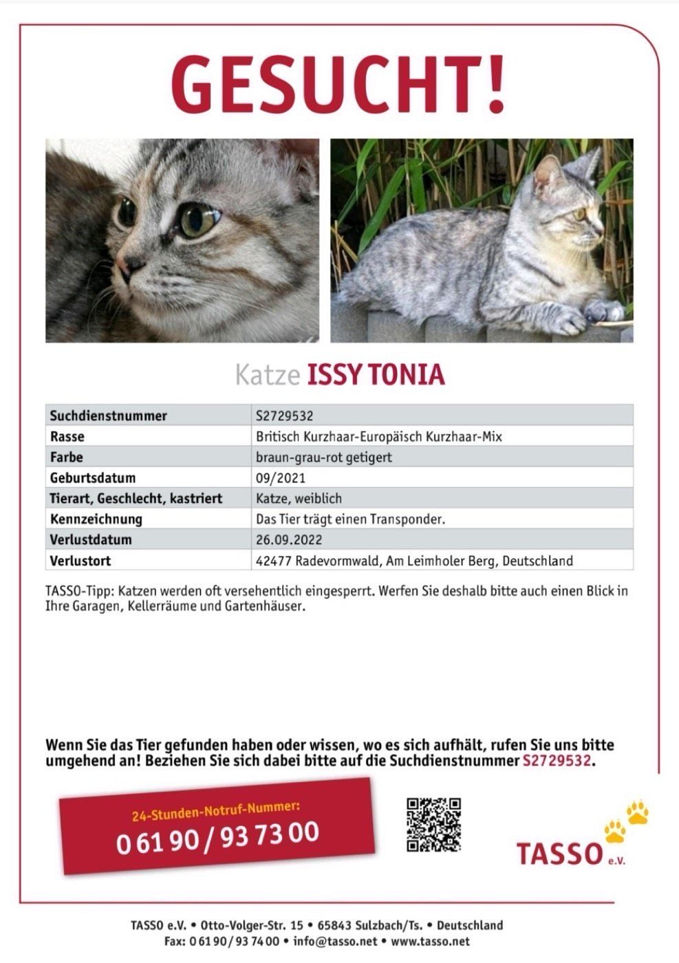Vermisst wird Katze Issy