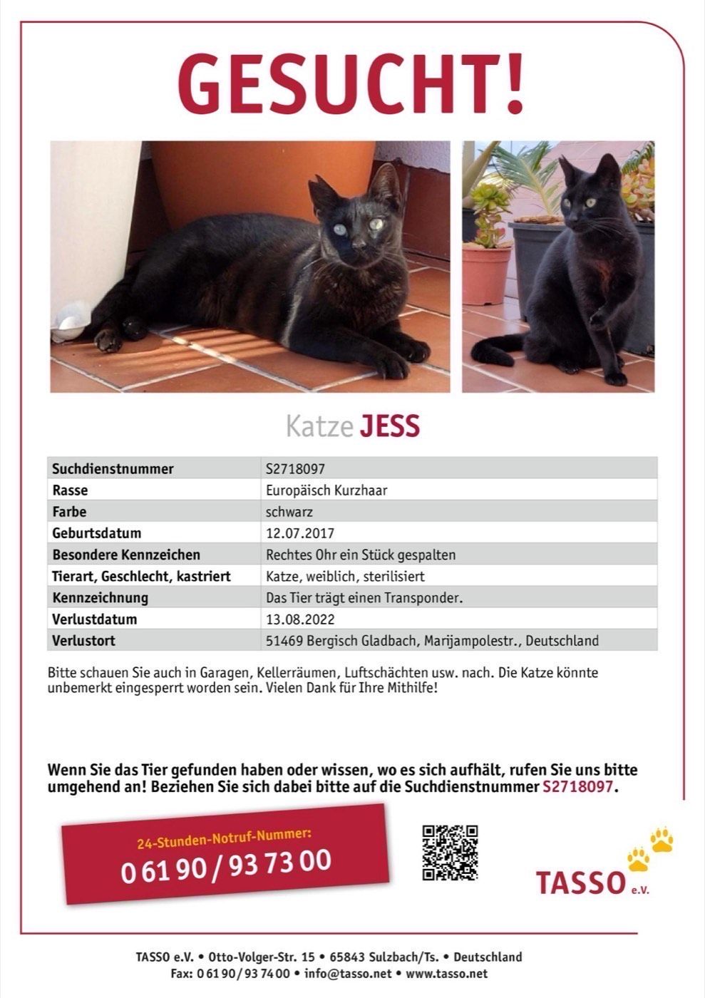 Vermisst wird Katze Jess