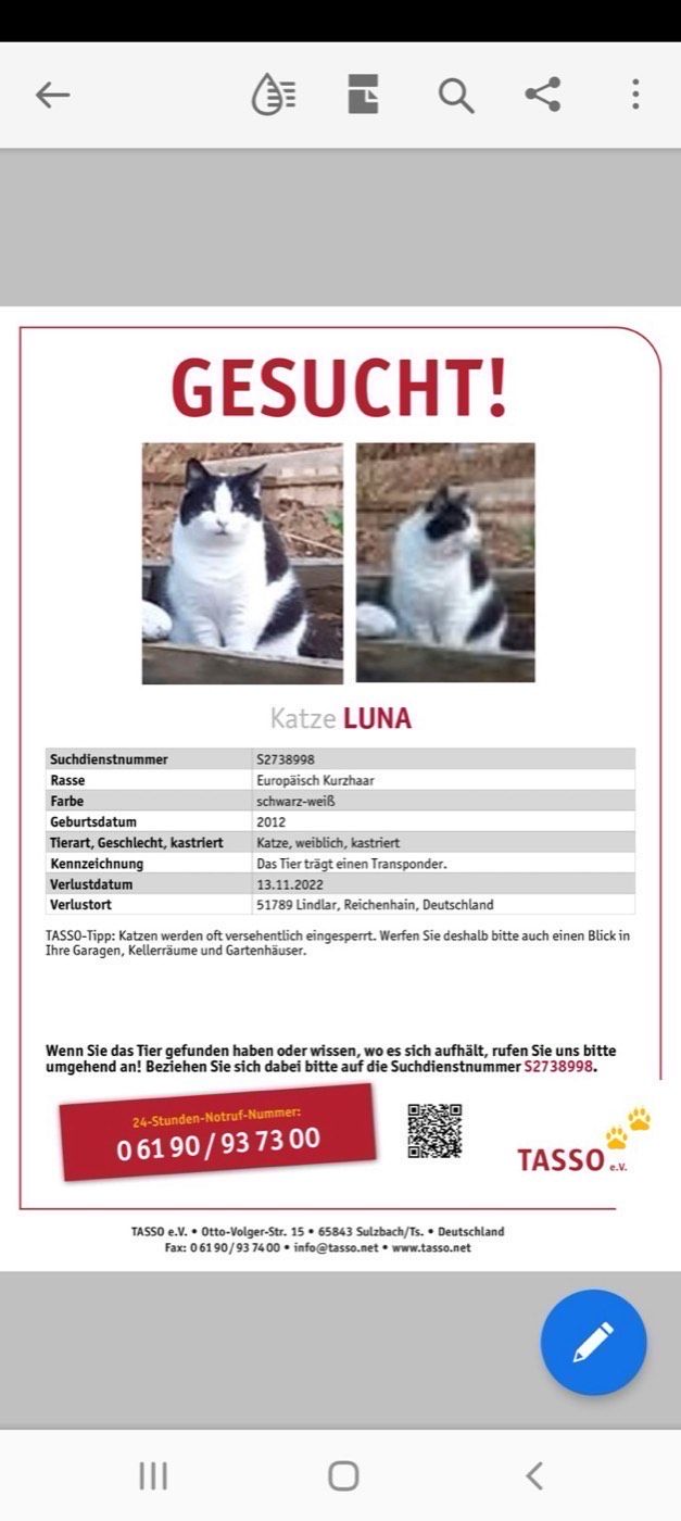 Vermisst wird Katze Luna