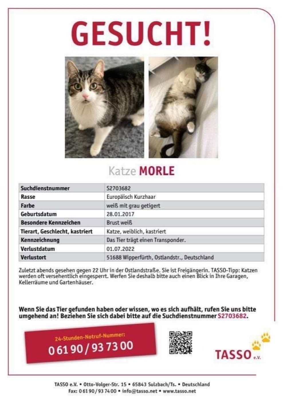 Vermisst wird Katze Morle