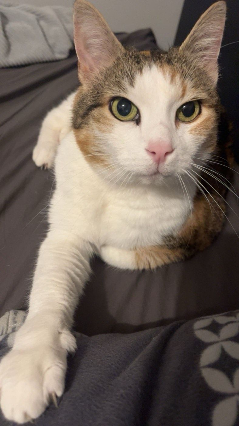 Vermisst wird Katze Penny