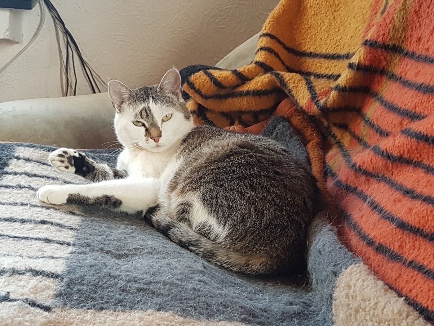 Vermisst wird Katze Ruby