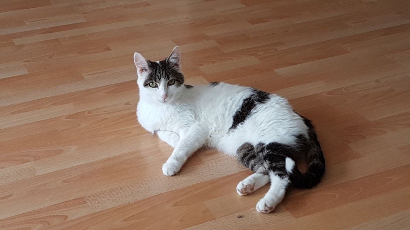 Vermisst wird Katze Sandy