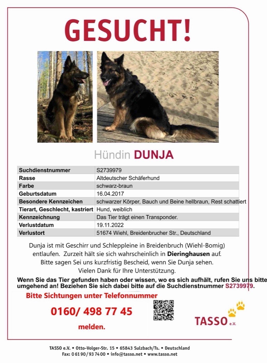 Vermisst wird Schäferhündin Dunja