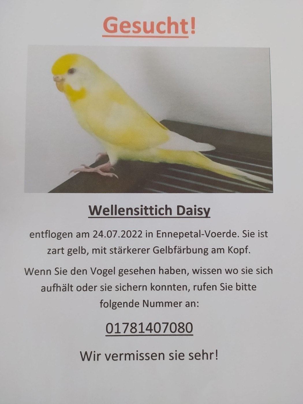 Vermisst wird Wellensittich Daisy