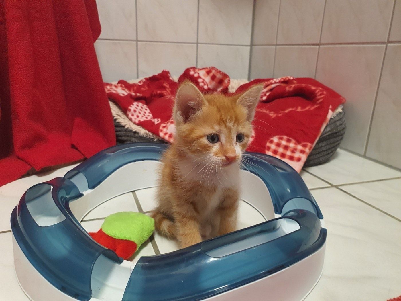 Henry