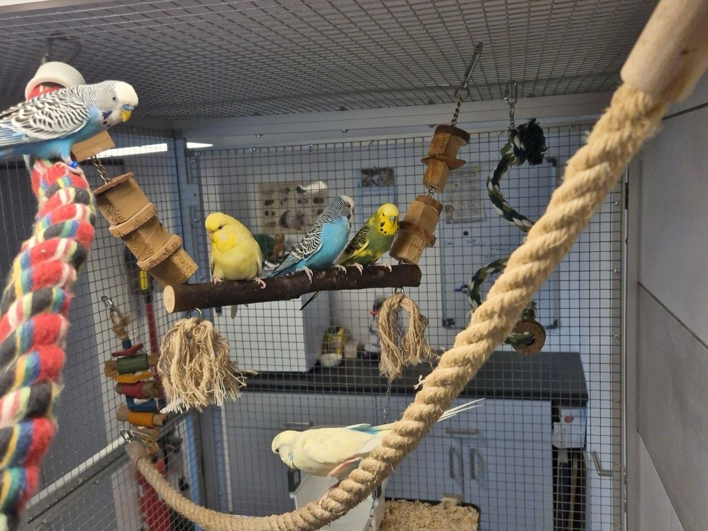 Blue, Butschi, Schnucki, Tweetie, Pepe – Tierheim Wipperfürth