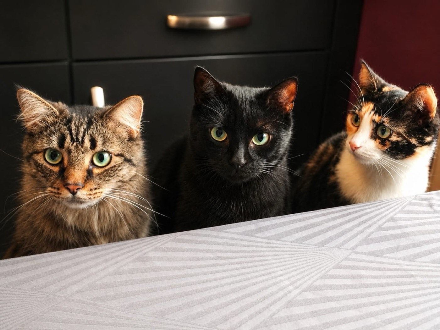 Charlie, Mia und Leo – Tierheim Wipperfürth