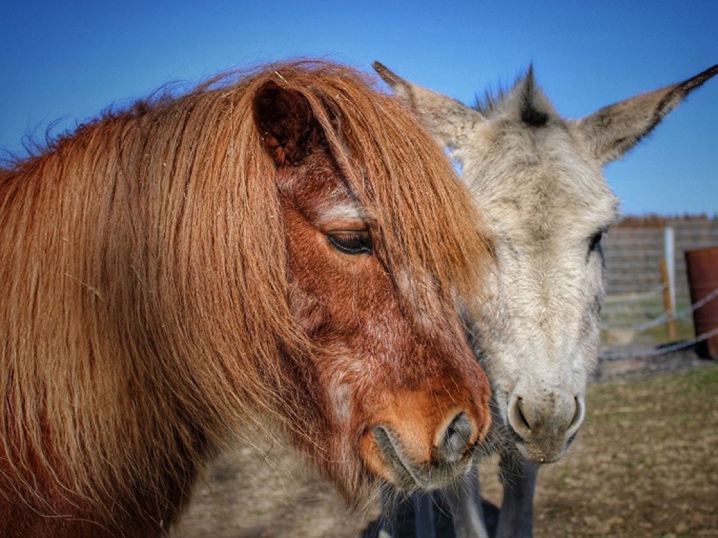 Felix (verstorben am 03.07.2022) & unser Max – Tierheim Wipperfürth