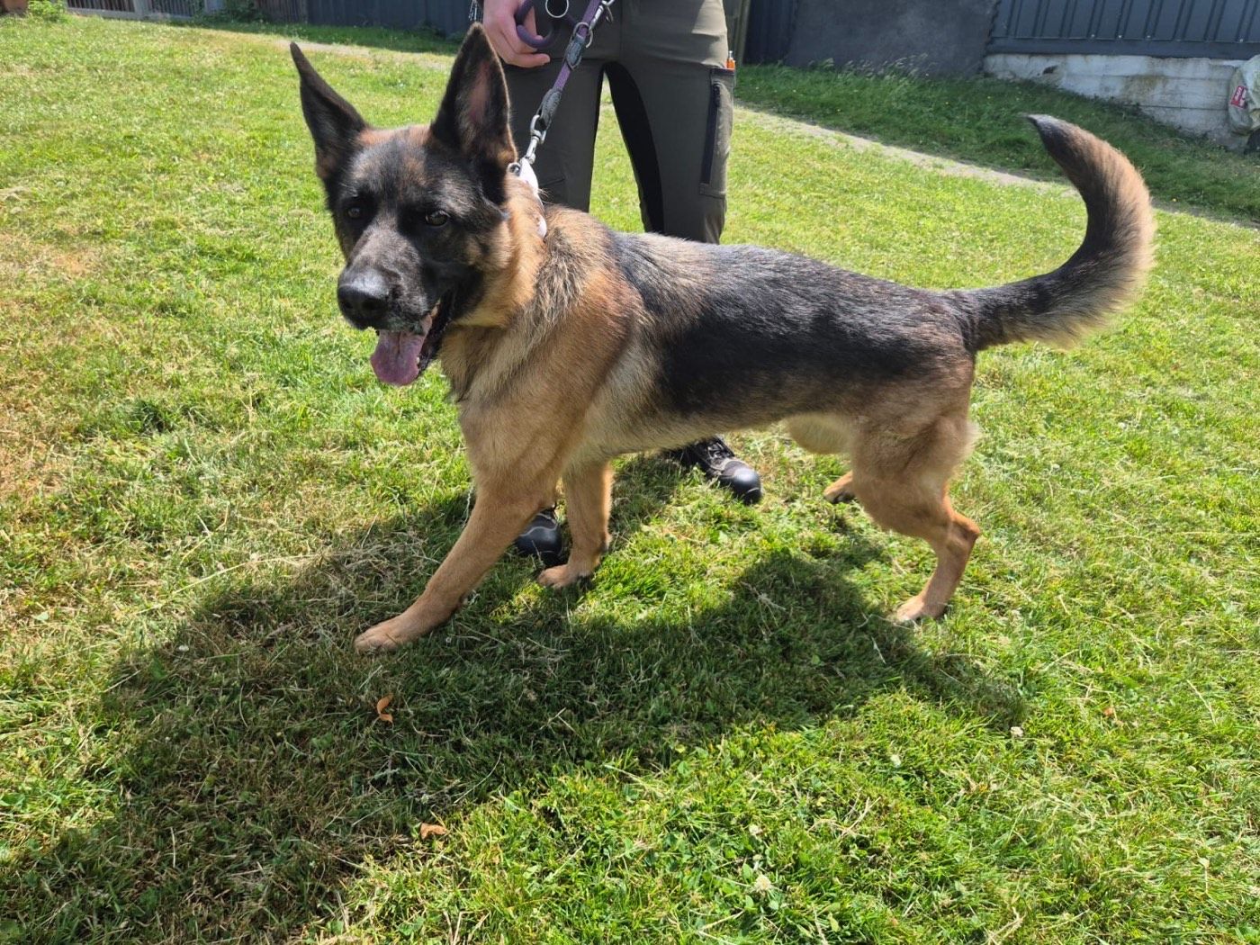 Gina – Tierheim Wipperfürth