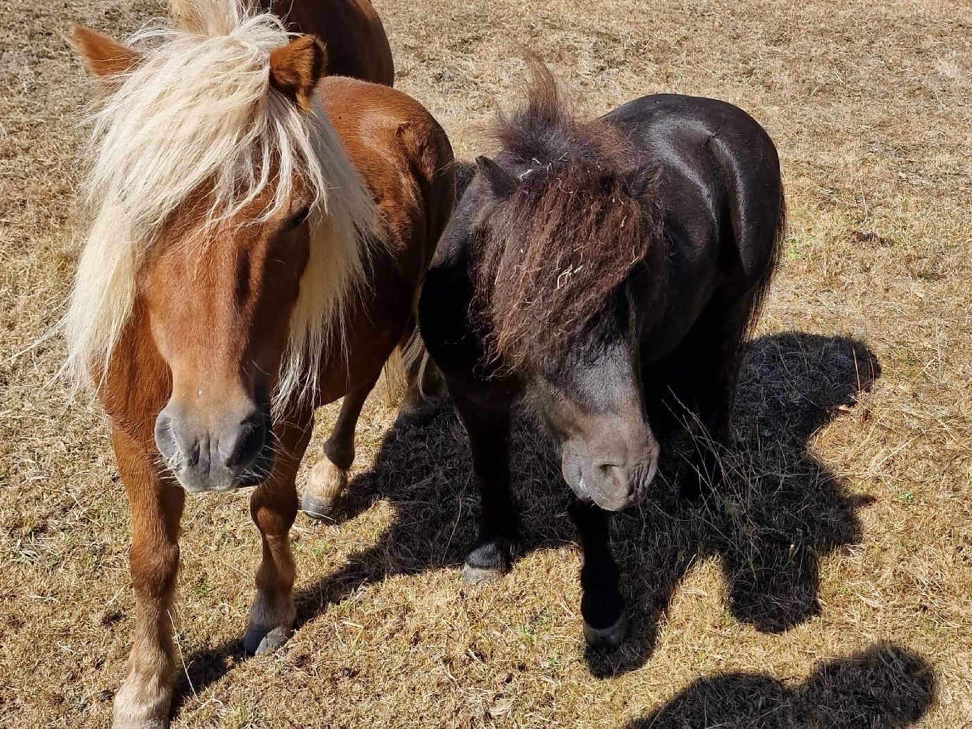 Kalle & unser Ayascha – Tierheim Wipperfürth