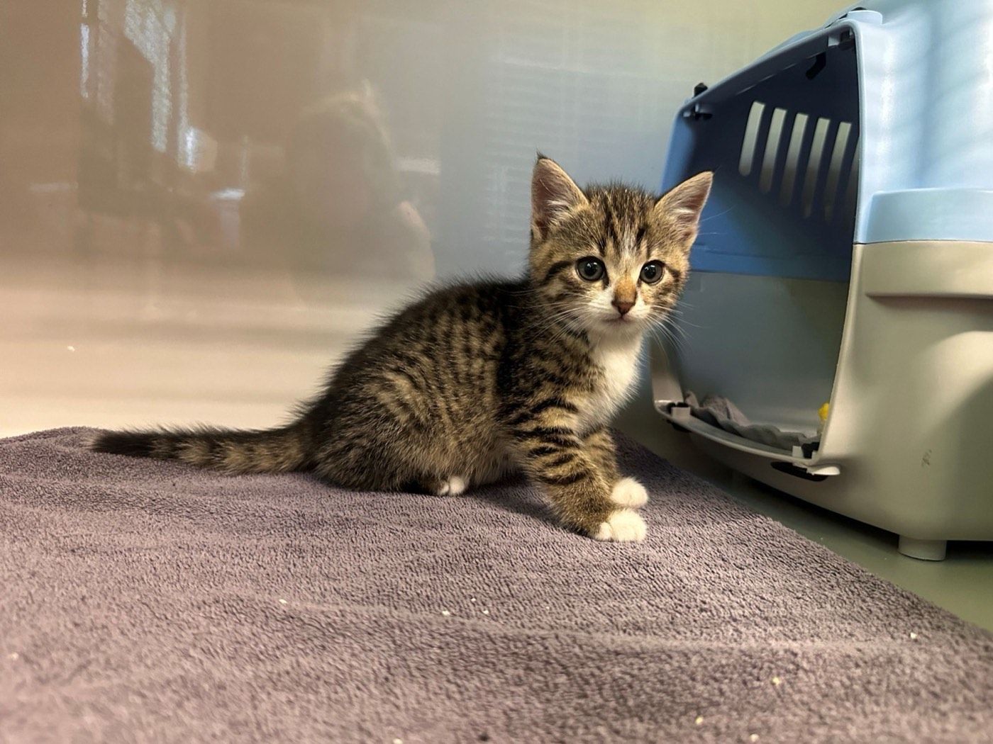 Kitten Fritz und Karl