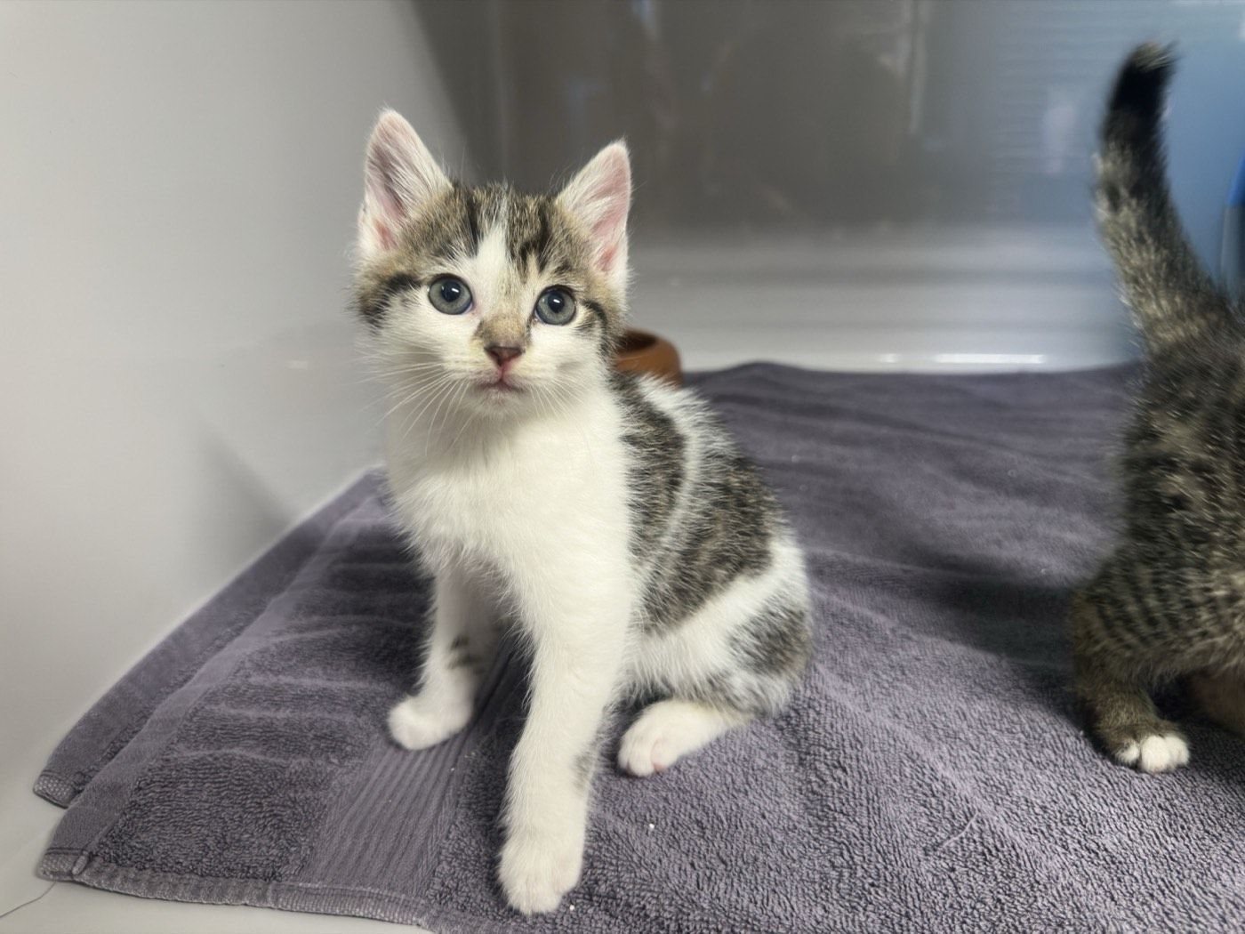Kitten Fritz und Karl