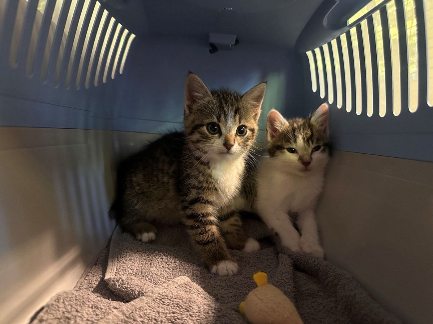 Kitten Fritz und Karl