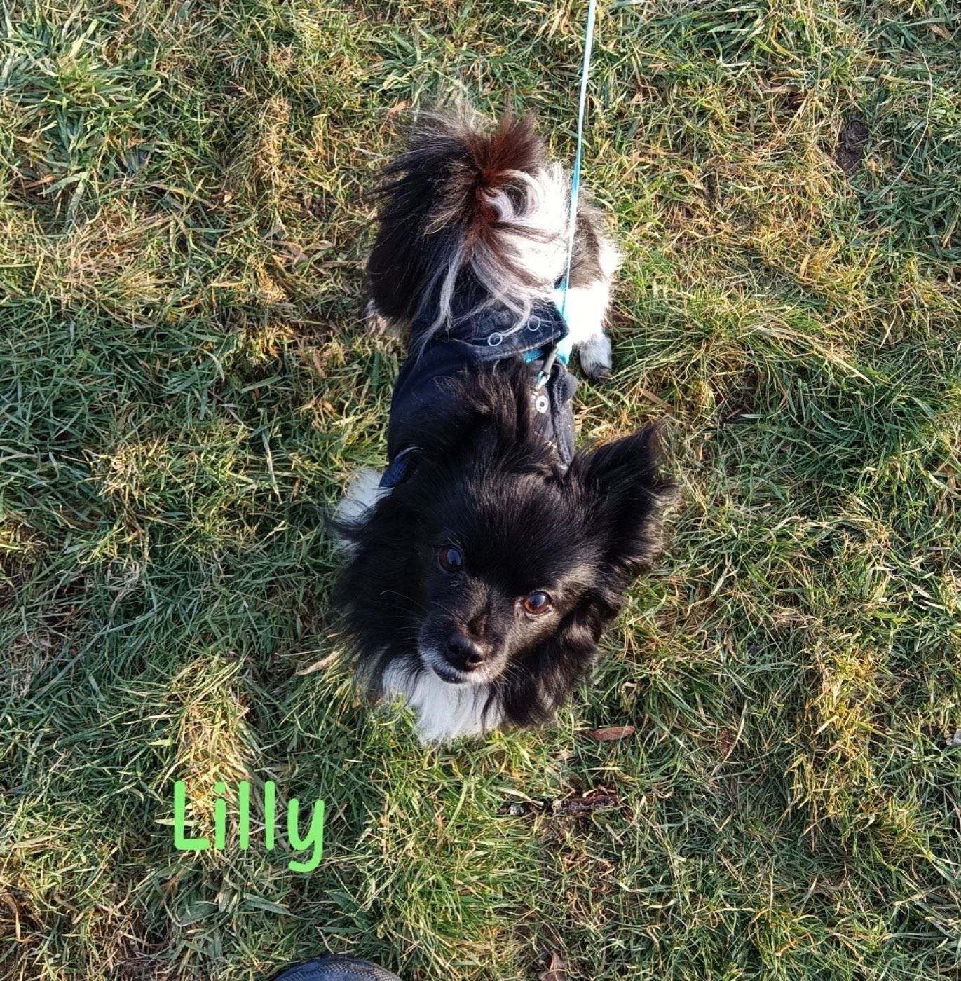 Lilly und Luna