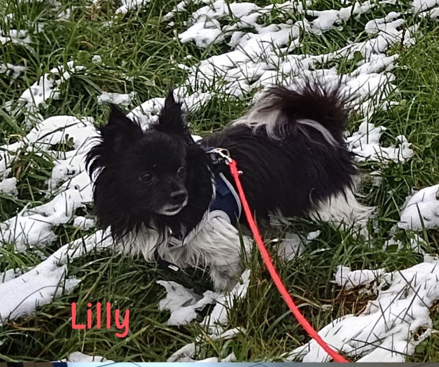 Lilly und Luna