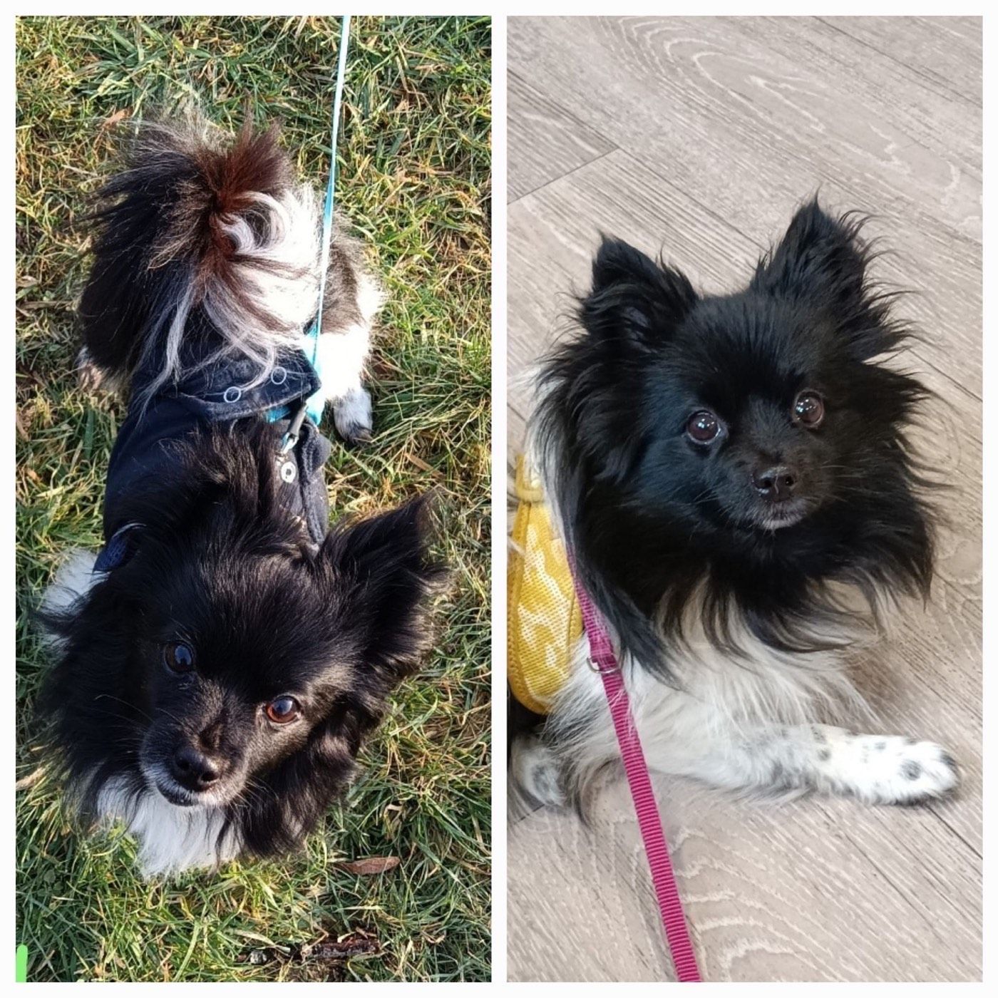 Lilly und Luna – Tierheim Wipperfürth