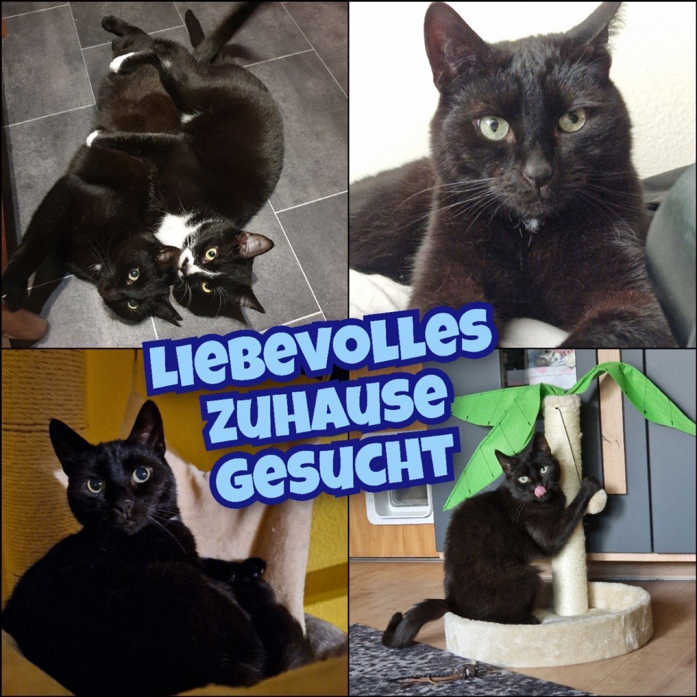 Luzifer – Tierheim Wipperfürth