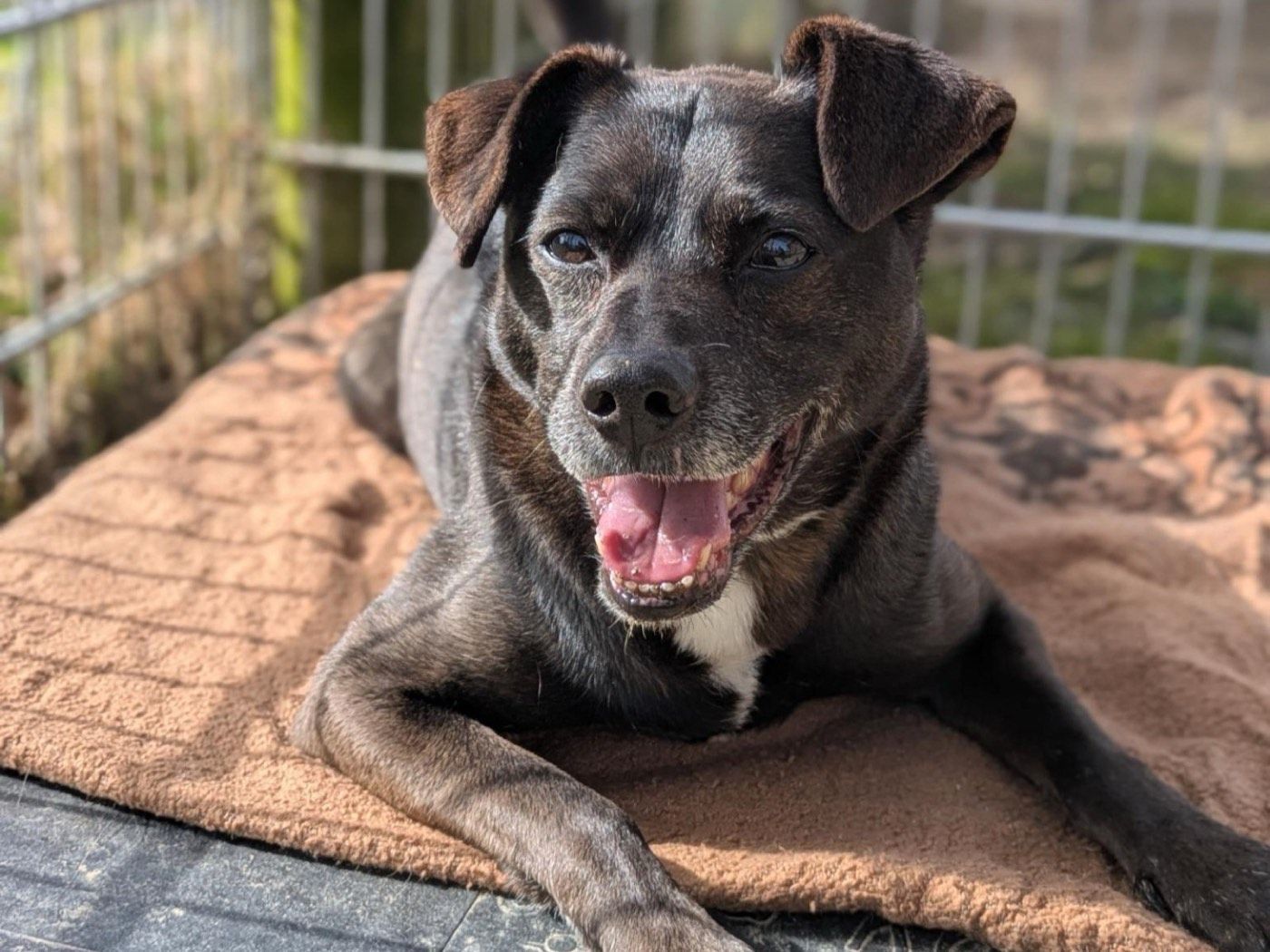 Marley – Tierheim Wipperfürth