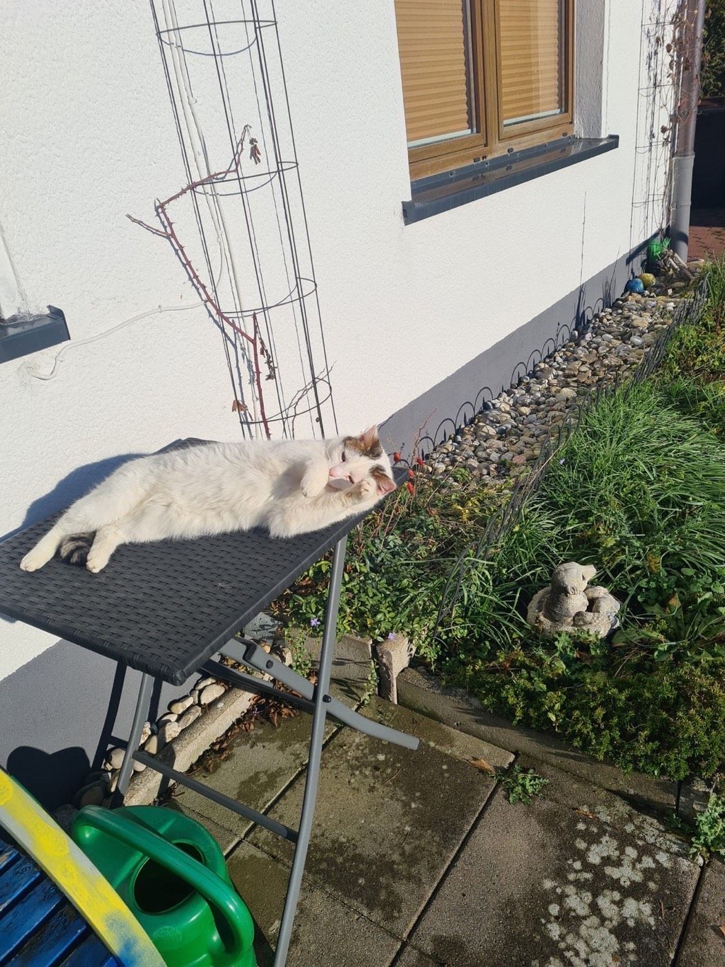Melody – Tierheim Wipperfürth