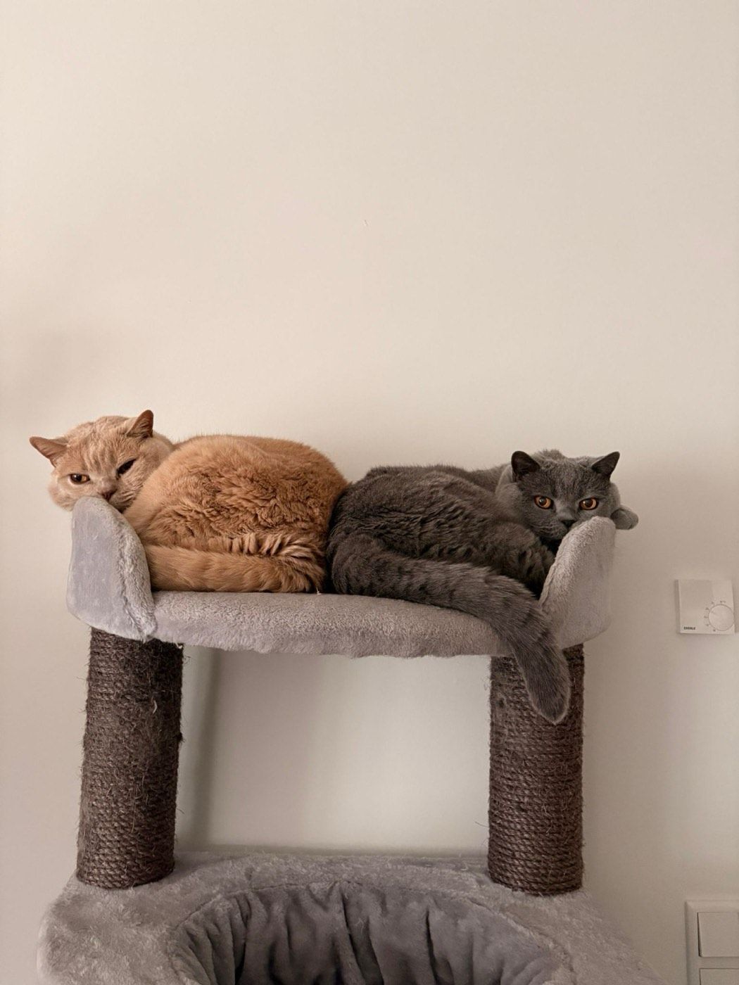 Milli und Vanilli