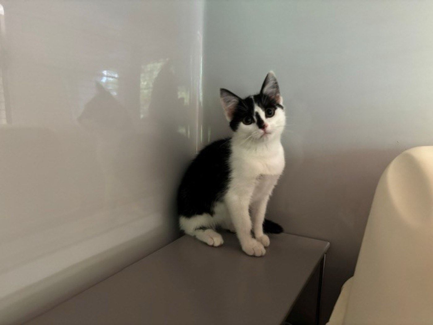 Milou – Tierheim Wipperfürth