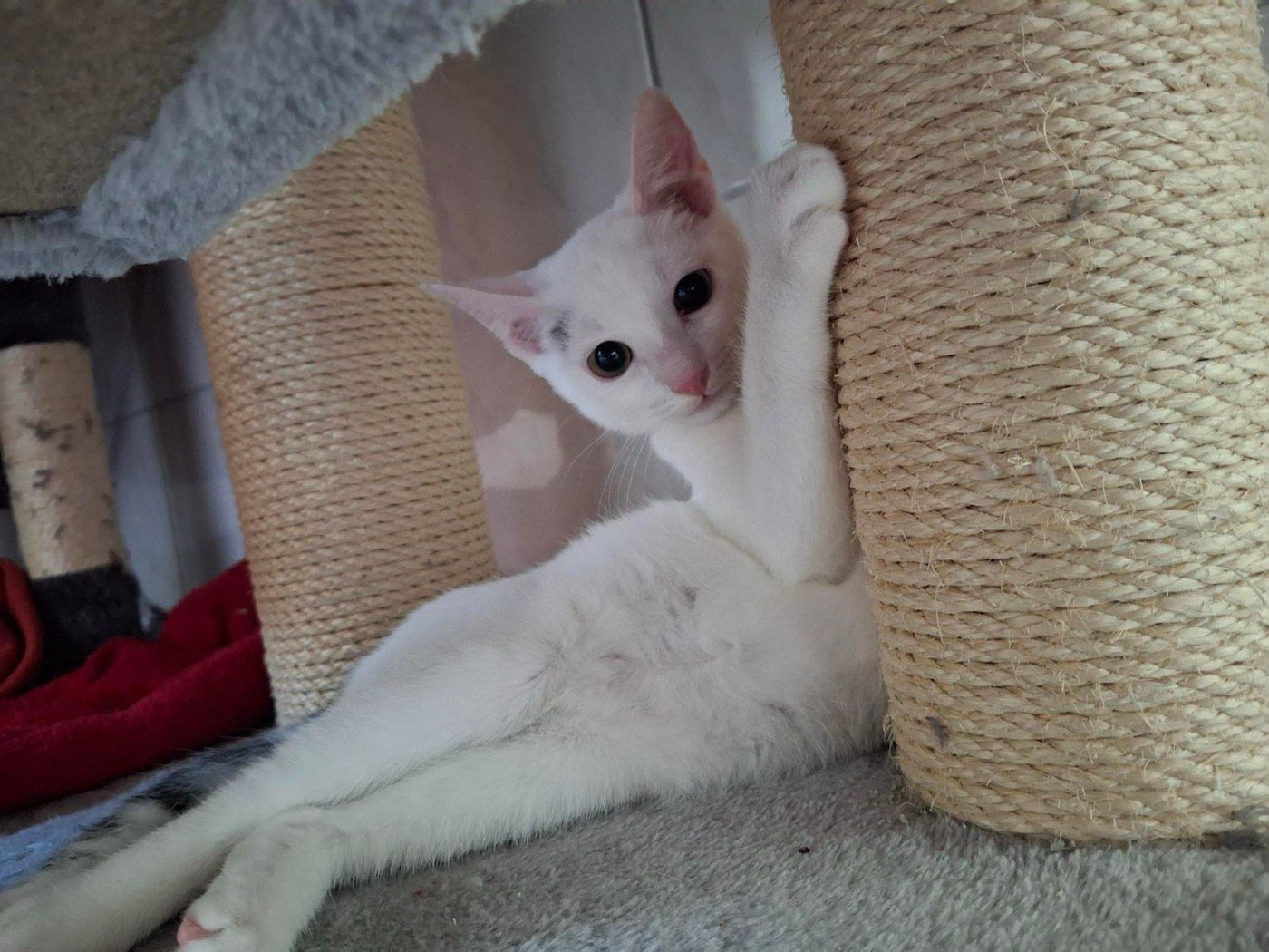 Pino