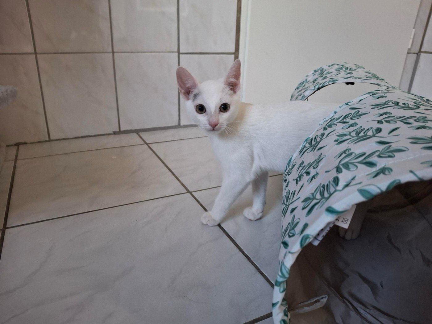 Pino