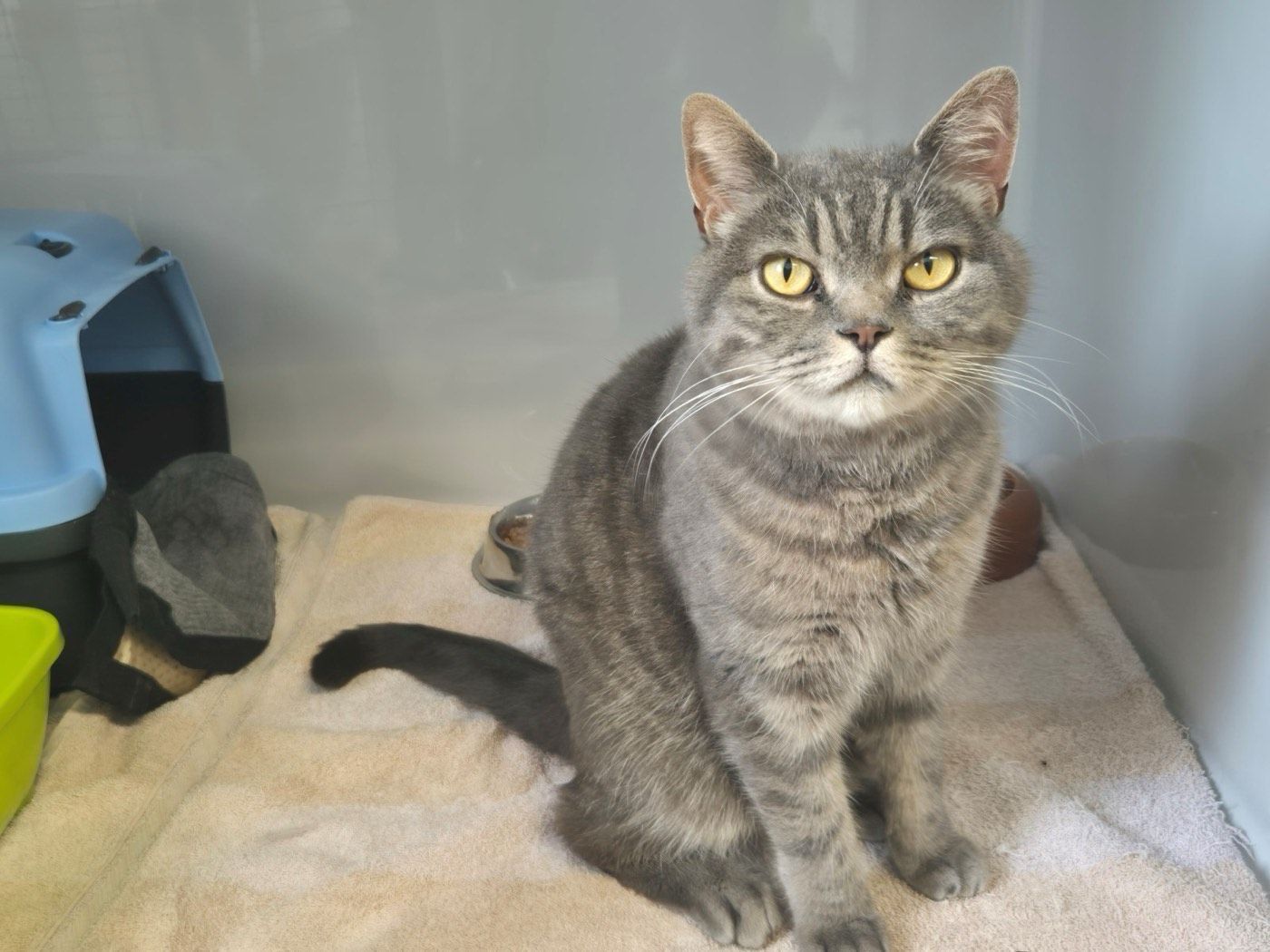 Rocky – Tierheim Wipperfürth