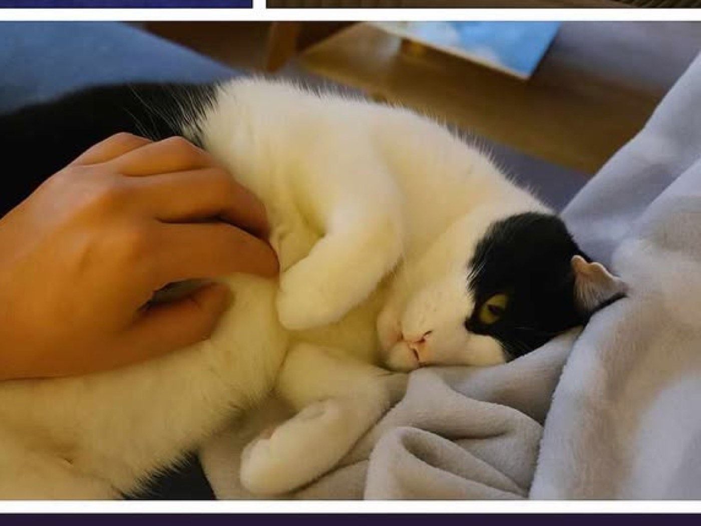 Sammy – Tierheim Wipperfürth