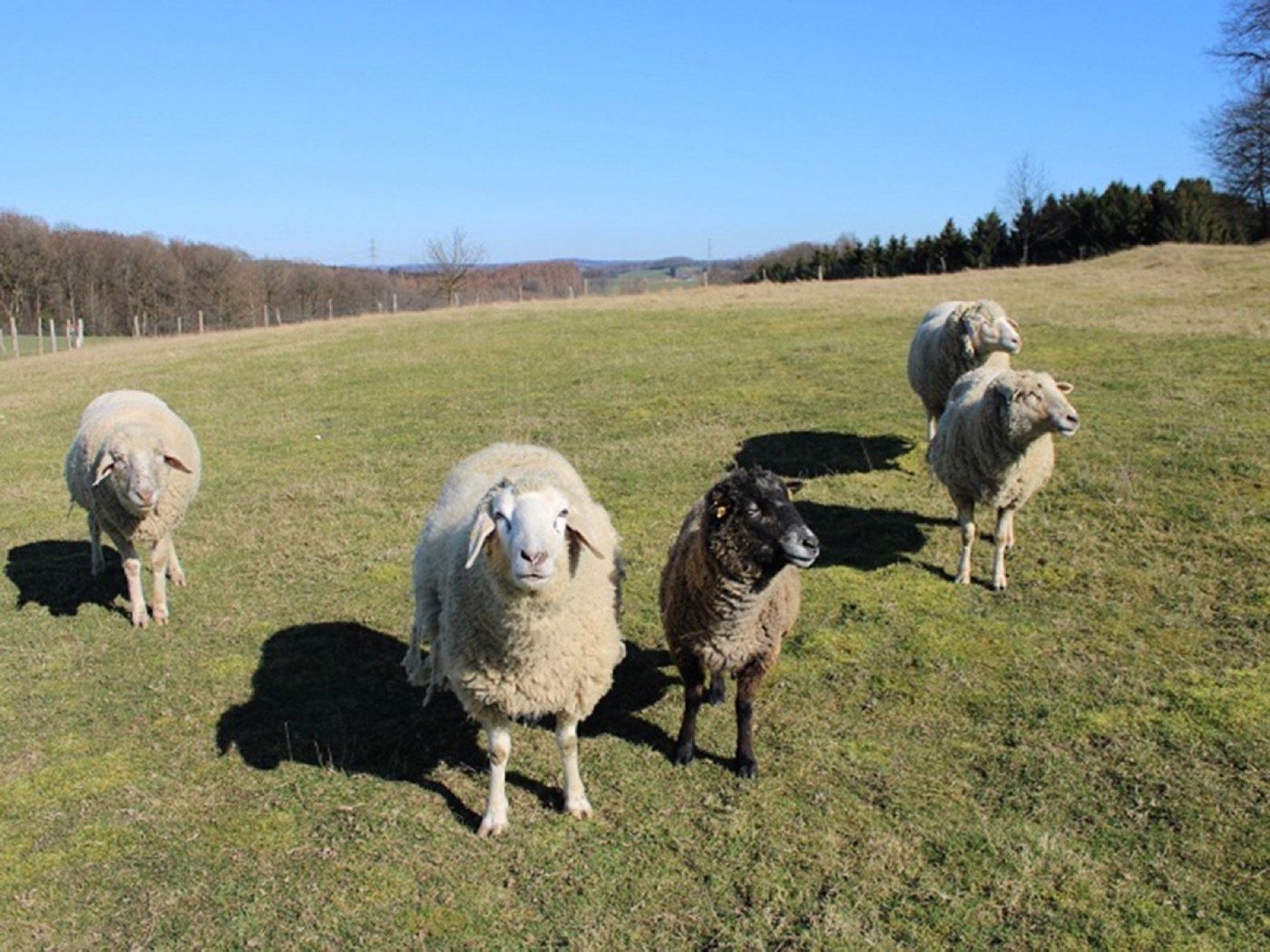 Schafe – Tierheim Wipperfürth