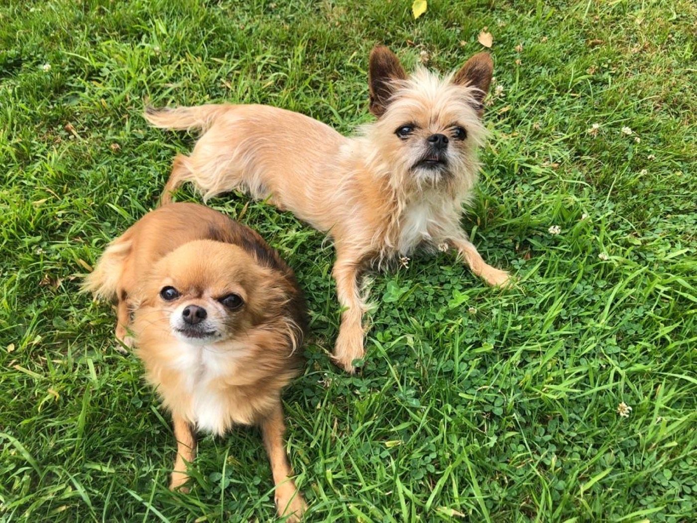 Simba und Nala – Tierheim Wipperfürth