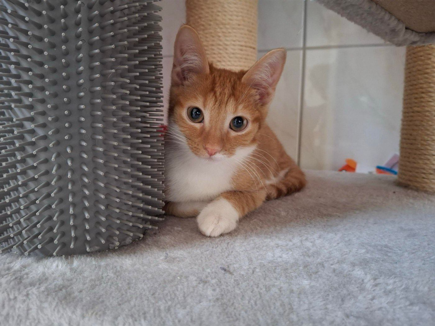 Socke
