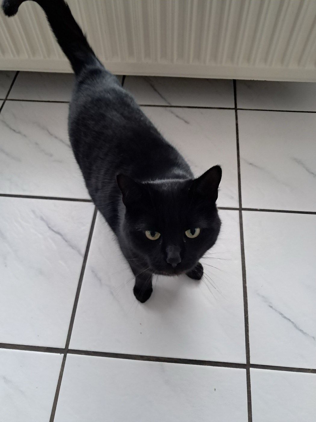 Susi – Tierheim Wipperfürth