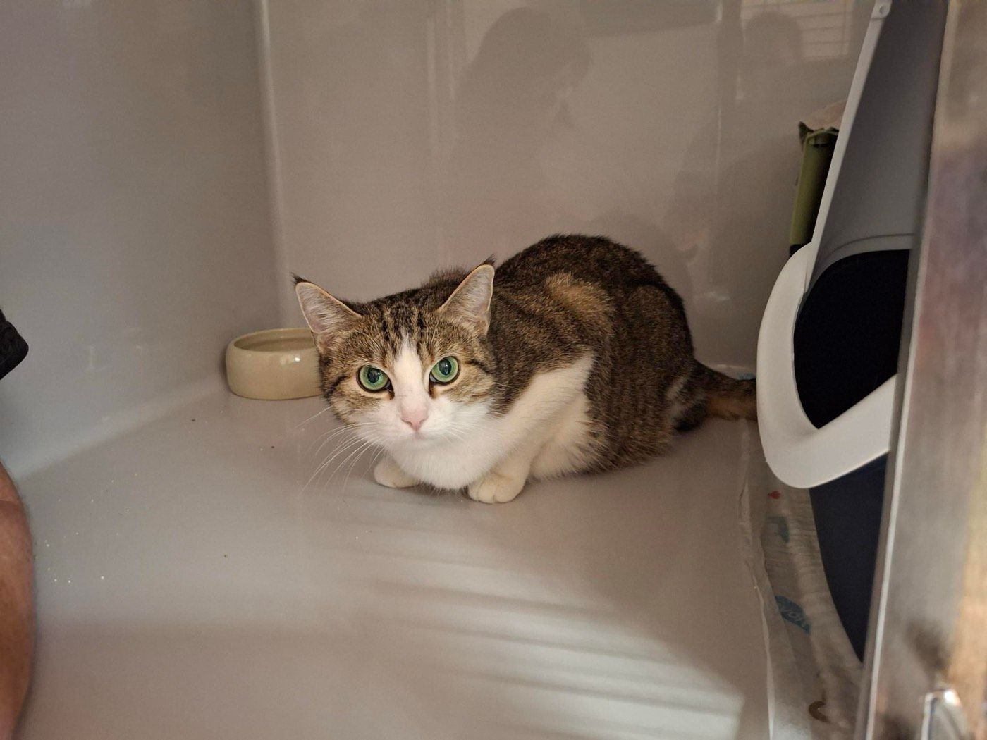 Wendy – Tierheim Wipperfürth
