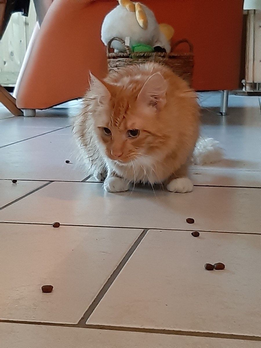 Gandalf