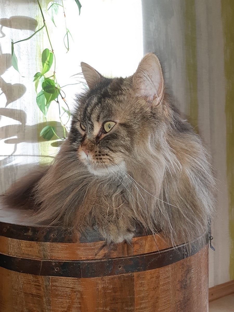 Gandalf