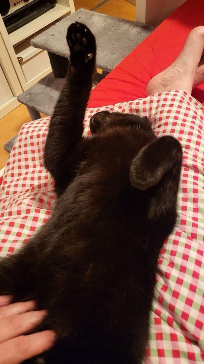 Vermitteltes Tier