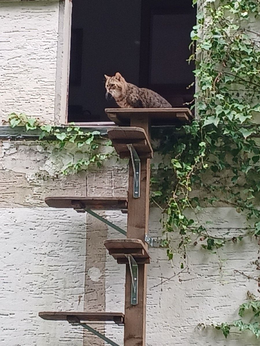 Vermitteltes Tier