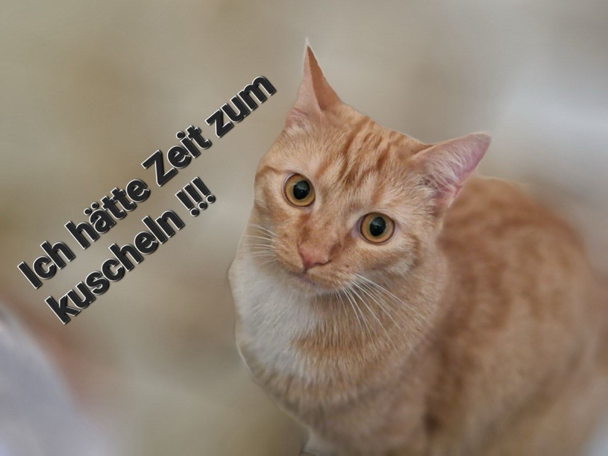 Vermitteltes Tier