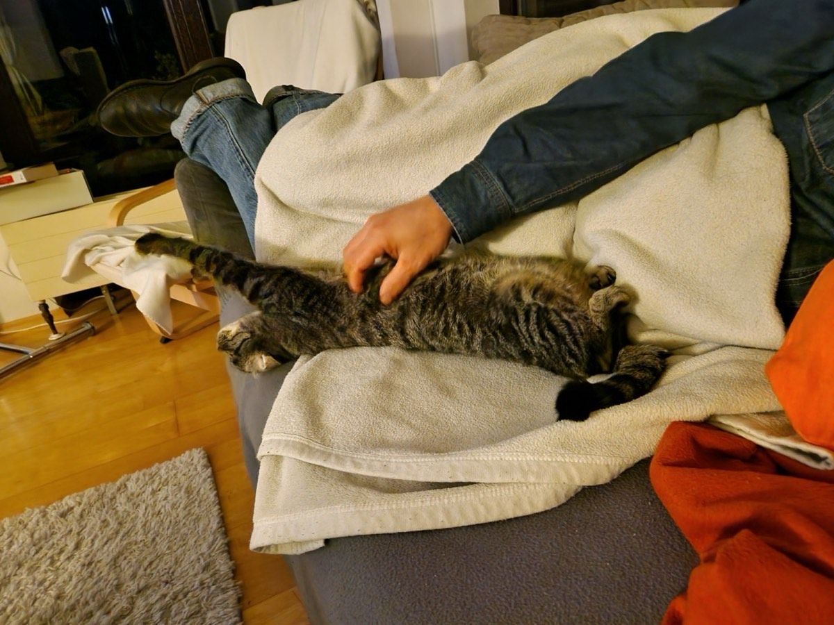 Vermitteltes Tier