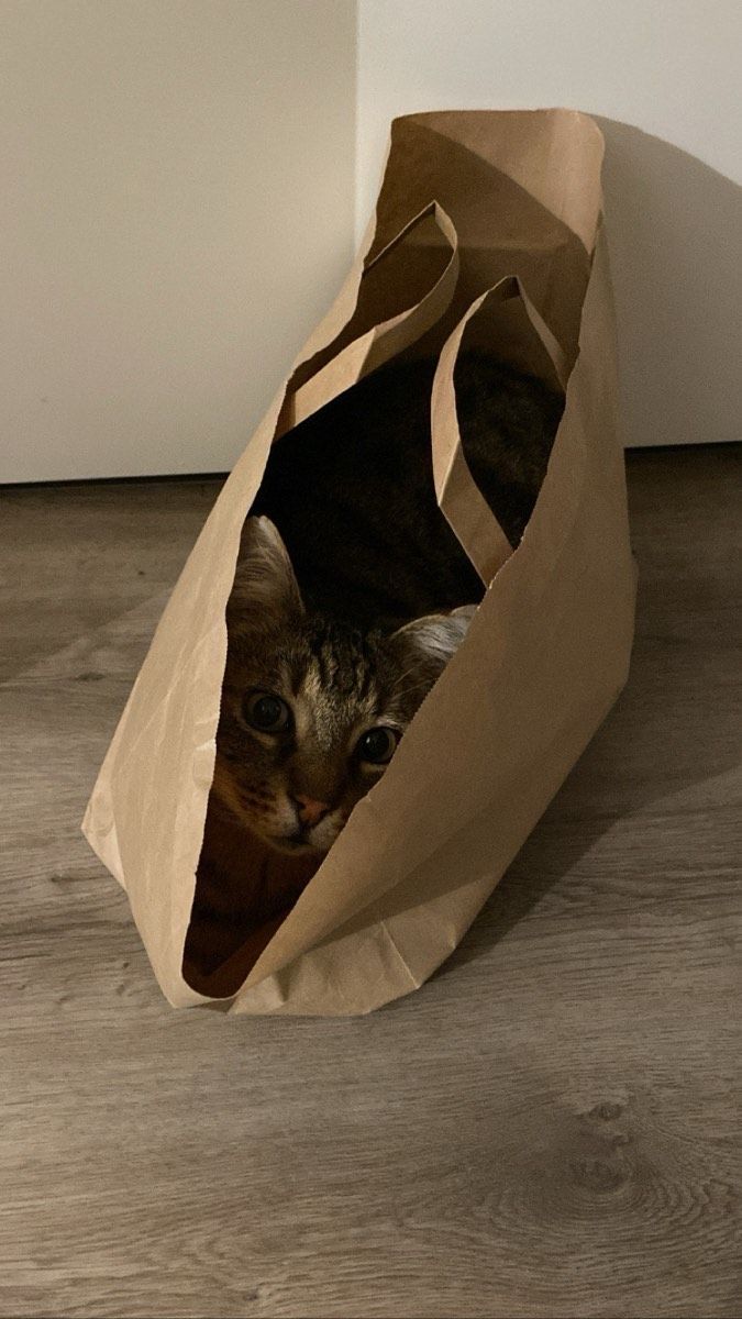 Vermitteltes Tier