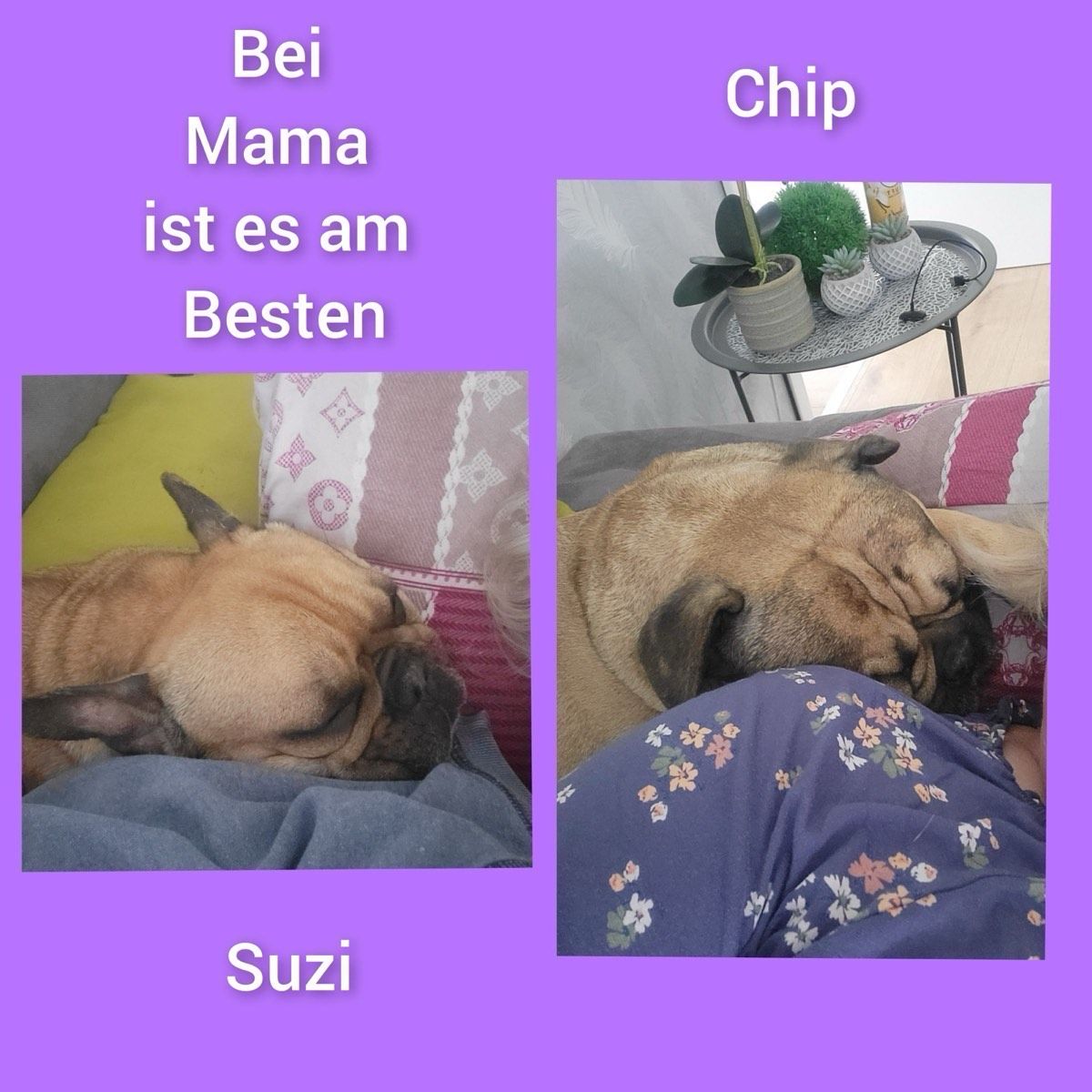 Vermitteltes Tier