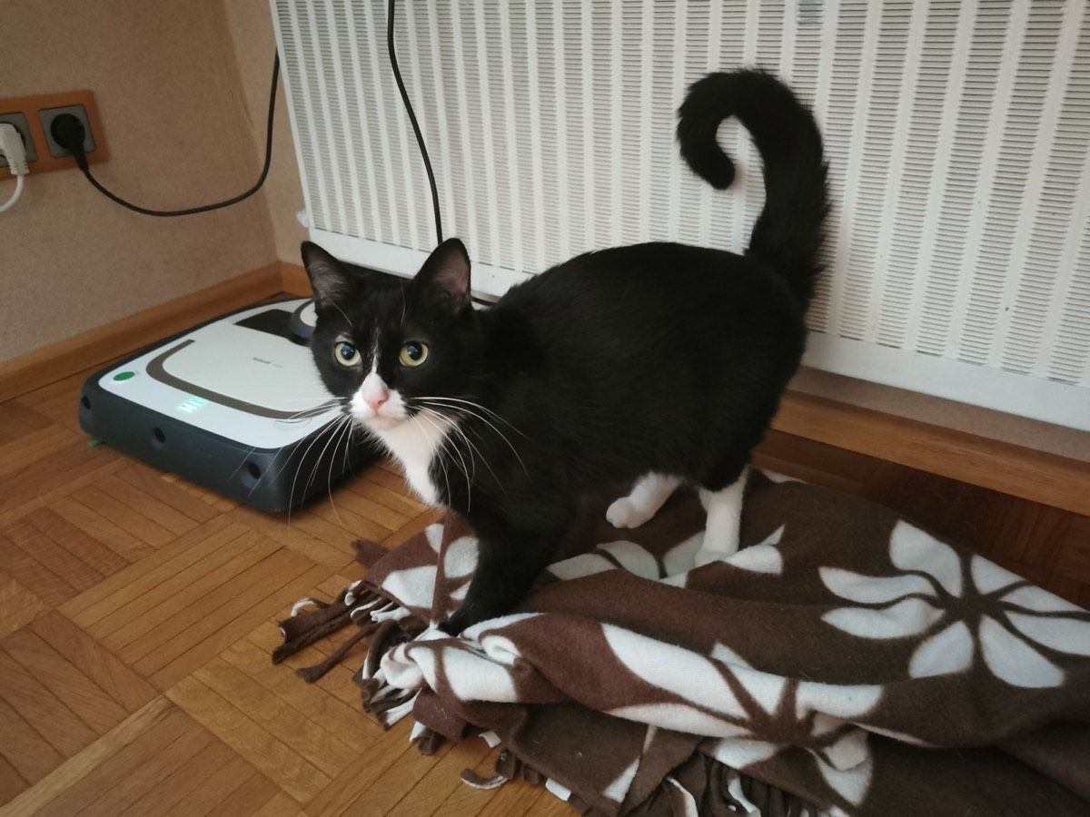 Vermitteltes Tier