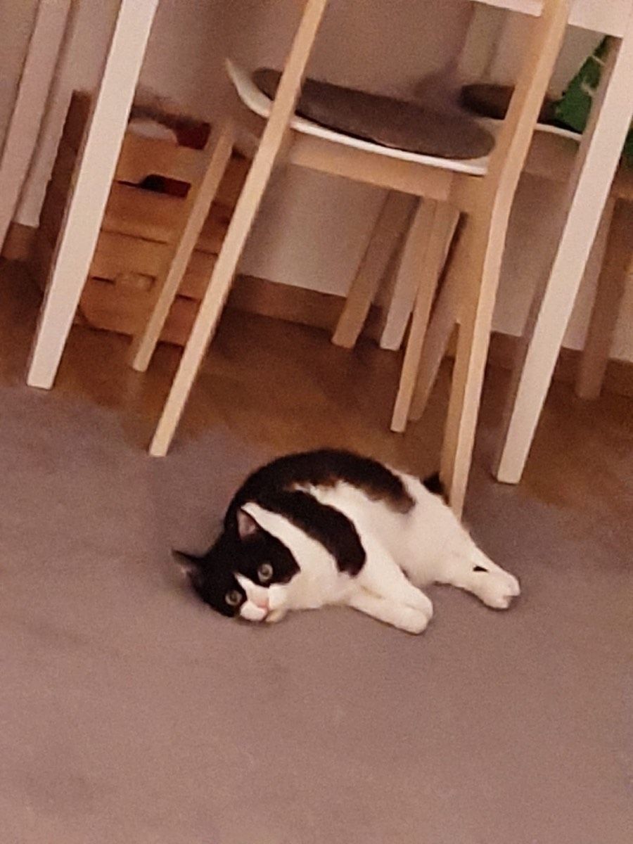Vermitteltes Tier