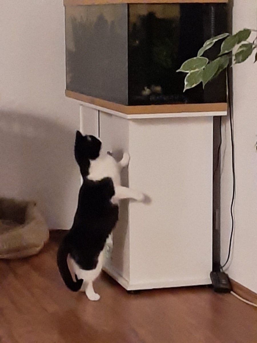 Vermitteltes Tier