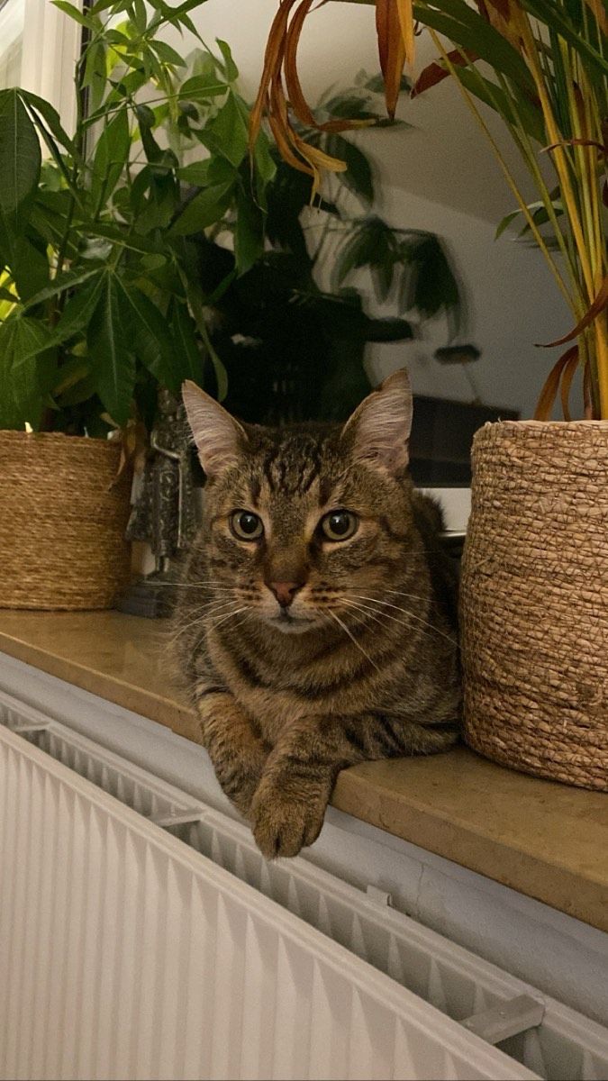 Vermitteltes Tier
